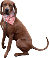 a brown dog wearing a paisley bandana
