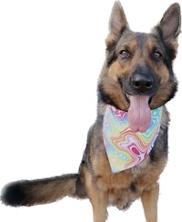 a german shepherd wearing a colorful bandana
