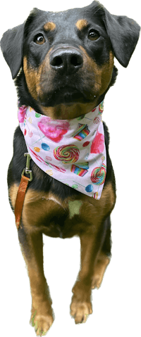 a black and tan dog wearing a pink bandana